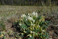 Oxytropis caespitosa