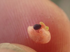 Chenopodium trigonon