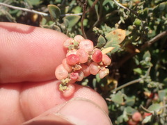 Chenopodium trigonon