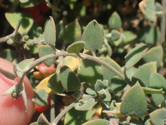 Chenopodium trigonon