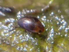 Suphisellus puncticollis
