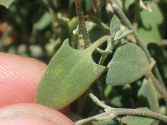 Chenopodium trigonon