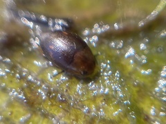 Suphisellus puncticollis