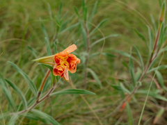 Oenothera affinis