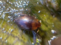 Suphisellus puncticollis