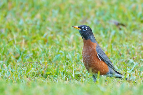 American Robin photographed in Florida