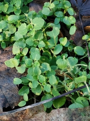 Veronica hederifolia-sublobata-triloba