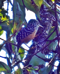 Campylorhynchus zonatus