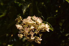 Fridericia florida