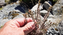 Epilobium melanocaulon