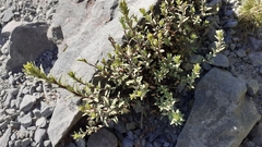 Epilobium melanocaulon