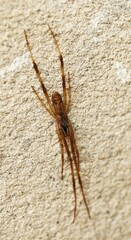 Episinus angulatus