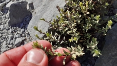 Epilobium melanocaulon