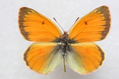 Colias staudingeri