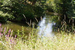 Alopecurus pratensis