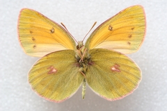 Colias staudingeri