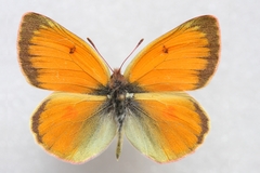 Colias staudingeri