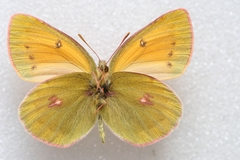 Colias staudingeri