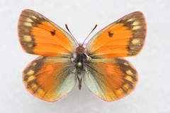 Colias staudingeri