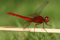 Crocothemis
