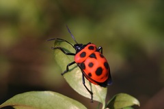 Poecilocoris nepalensis
