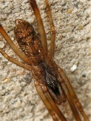 Episinus angulatus
