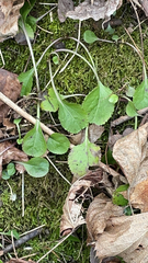 Packera obovata