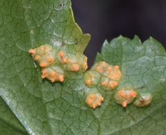 Puccinia smyrnii