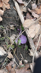 Packera obovata
