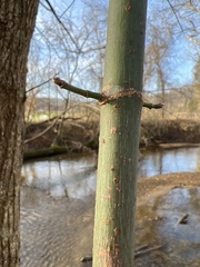 Acer negundo negundo