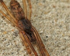 Episinus angulatus