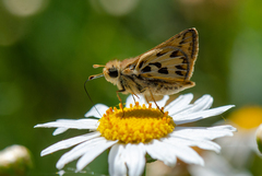 Hylephila fasciolata