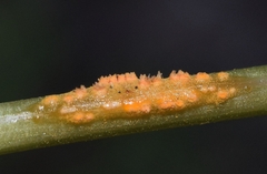 Puccinia smyrnii