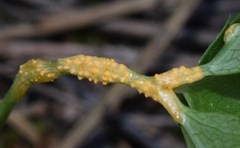 Puccinia smyrnii