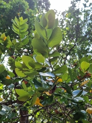 Cryptocarya alba