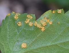 Puccinia smyrnii