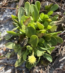 Polygala nana
