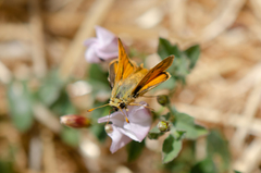 Hylephila fasciolata