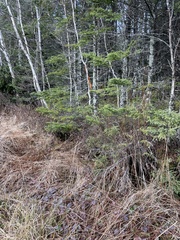 Rubus allegheniensis