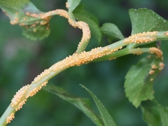 Puccinia smyrnii