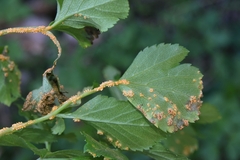 Puccinia smyrnii