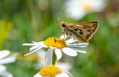 Hylephila fasciolata