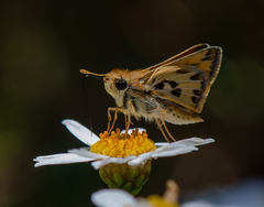 Hylephila fasciolata