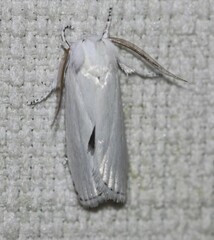 Cryptophasa