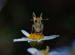 Hylephila fasciolata