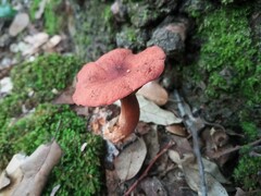 Lactarius rufulus
