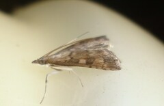 Udea fulvalis