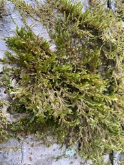 Forsstroemia trichomitria