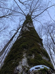 Forsstroemia trichomitria