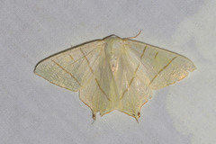 Ourapteryx sambucaria